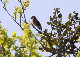 Black-headed Grosbeak