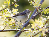 Warbling Vireo