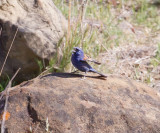 Blue Grosbeak