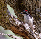 Nuttalls Woodpecker with lunch