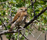 Northern Pygmy-Owl