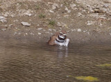 Killdeer