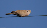 Eurasian Collared-Dove