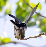 Tree Swallows, mating