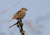 Grasshopper Sparrow