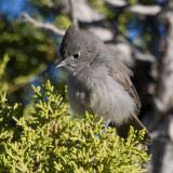 Juniper Titmouse