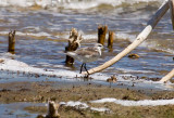 Wilsons Phalarope