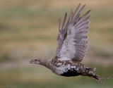 Greater Sage-Grouse