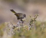 Green-tailed Towhee juvenile