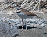 Killdeer