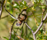 Selasphorous Hummingbird