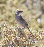 Green-tailed Towhee