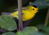 Wilsons Warbler