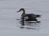 Bullers Shearwater