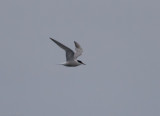 Common Tern