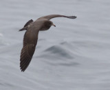 Heermanns Gull, first year