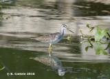 Grote Geelpootruiter - Greater Yellowlegs - Tringa melanoleuca