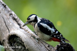 Grote Bonte Specht - Great Spotted Woodpecker - Dendrocopos major
