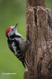 Middelste Bonte Specht - Middle Spotted Woodpecker - Dendrocopos medius