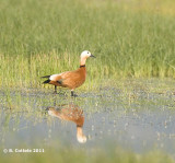 Casarca - Ruddy Shelduck - Tadorna ferruginea