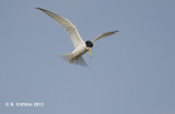 Dwergstern - Little Tern - Sterna albifrons