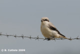 Kleine Klapekster - Lesser Grey Shrike - Lanius minor