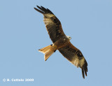 Rode Wouw - Red Kite - Milvus milvus