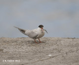 Visdief - Common Tern - Sterna hirundo