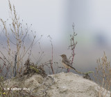 Bonte Tapuit - Pied Wheatear - Oenanthe pleschanka