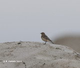 Bonte Tapuit - Pied Wheatear - Oenanthe pleschanka