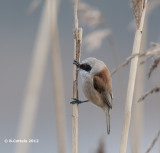 Buidelmees - Eurasian Penduline Tit - Remiz pendulinus