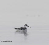 Grauwe Franjepoot - Red-necked Phalarope - Phalaropus lobatus