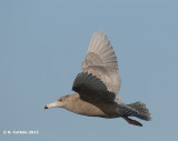 Grote Burgemeester - Glaucous Gull - Larus hyperboreus