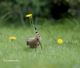 Hop - Eurasian Hoopoe - Upupa epops 