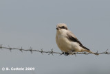 Kleine Klapekster - Lesser Grey Shrike - Lanius minor