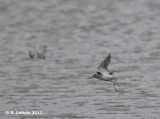 Poelruiter - Marsh Sandpiper - Tringa stagnatilis