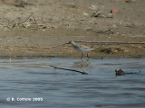 Terekruiter - Terek Sandpiper - Xenus cinereus