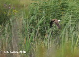 Vorkstaartplevier - Collared Pratincole - Glareola pratincola