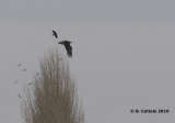 Zeearend - White-tailed Eagle - Haliaeetus albicilla