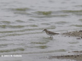 Bairds Strandloper - Bairds Sandpiper - Calidris bairdii