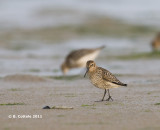 Bonte Strandloper - Dunlin - Calidris alpina