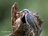 Boomklever - Eurasian Nuthatch - Sitta europaea