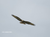 Buizerd - Common Buzzard - Buteo buteo