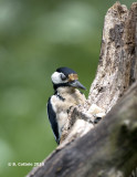 Grote Bonte Specht - Great Spotted Woodpecker - Dendrocopos major