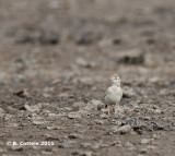 Kortteenleeuwerik - Greater Short-toed Lark - Calandrella brachydactyla