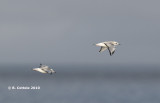 Kleine Kokmeeuw - Bonapartes Gull - Larus philadelphia