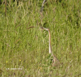 Purperreiger - Purple Heron - Ardea purpurea