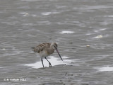 Rosse Grutto - Bar-tailed Godwit - Limosa lapponica