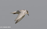 Witwangstern - Whiskered Tern - Chlidonias hybridus