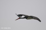 Zwarte Ooievaar - Black Stork - Ciconia nigra